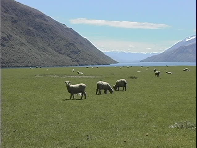 A medium shot of sheep grazing on a farm in South Island, New Zealand.