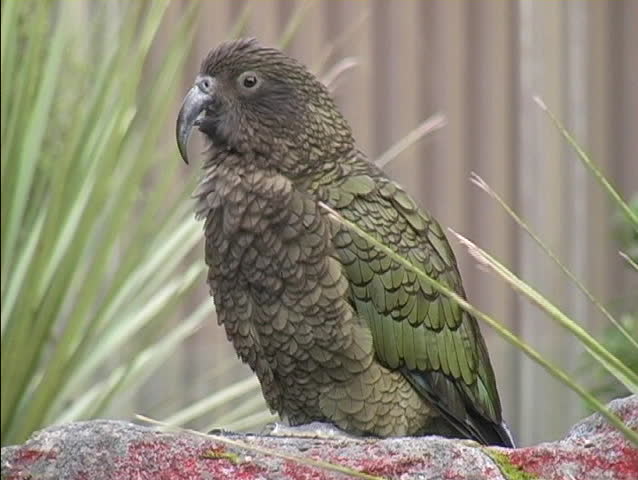 A New Zealand Mountain Parrot looks around while sitting on a rock perch.