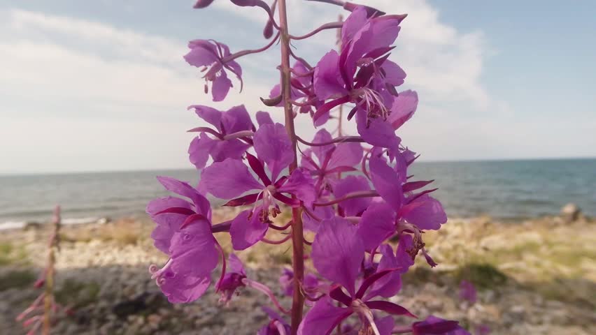 Beautiful views of the shore of Lake Baikal in Russia.