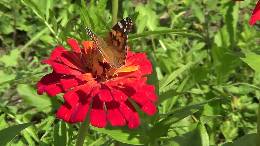 Buttefly Vanesse cardui on red flower