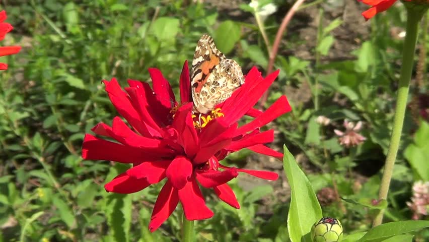 Buttefly Vanesse cardui on red flower