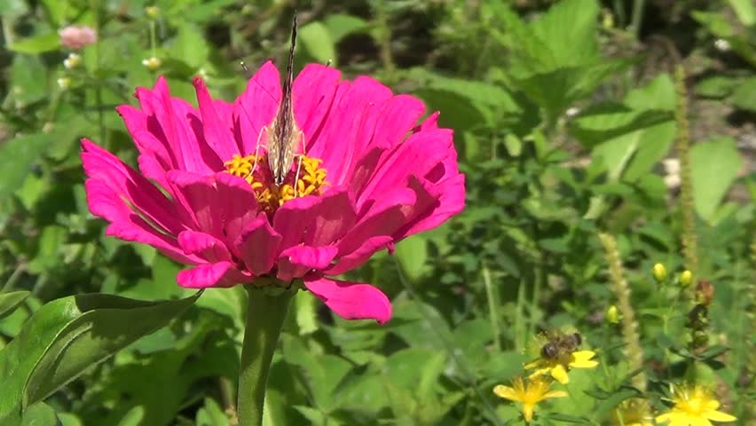 Buttefly Vanesse cardui on pink flower