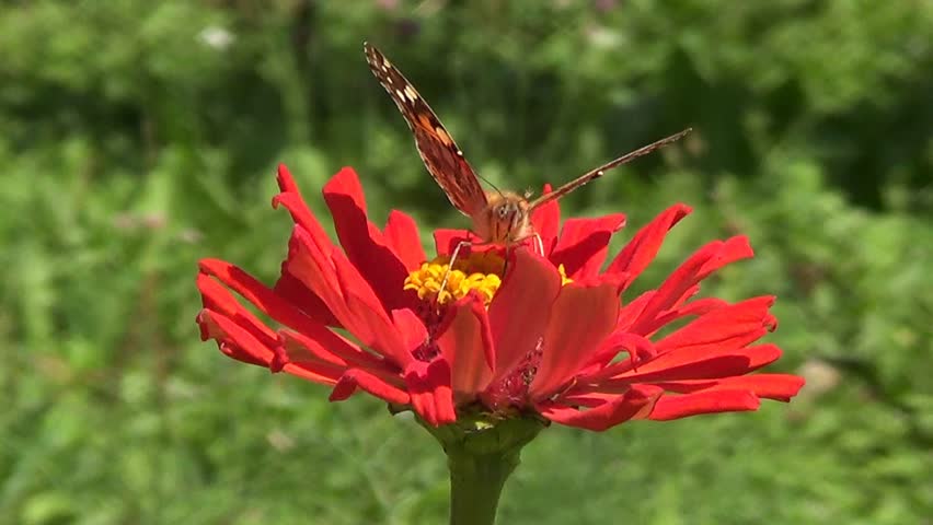 Buttefly Vanesse cardui on red flower