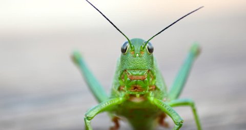 Green Grasshopper Jumps. Macro, Colorful