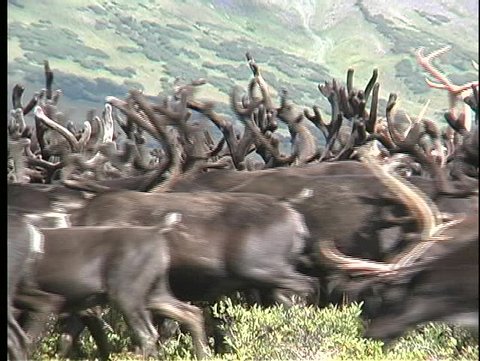 Medium shot of a reindeer heard roaming the plains of Kamchatka, Siberia.