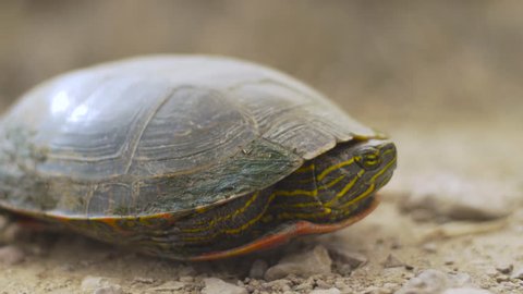 Extreme close up of painted turtle in shell on gravel road - low angle side - P1090281