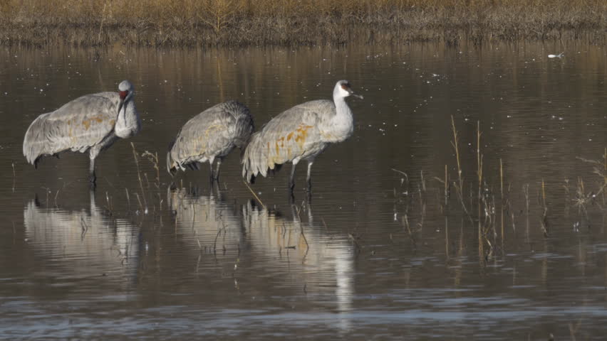 Three sandhill cranes in the shimmer of the morning light on scratch with backs and look for food - P1090051