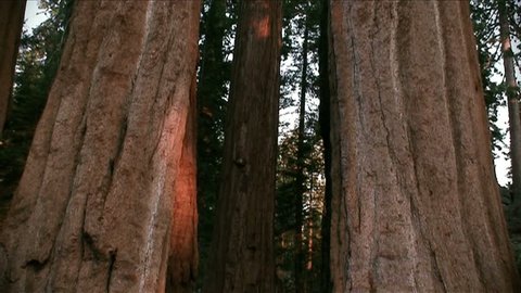 Tilt-up from base of redwoods to treetops