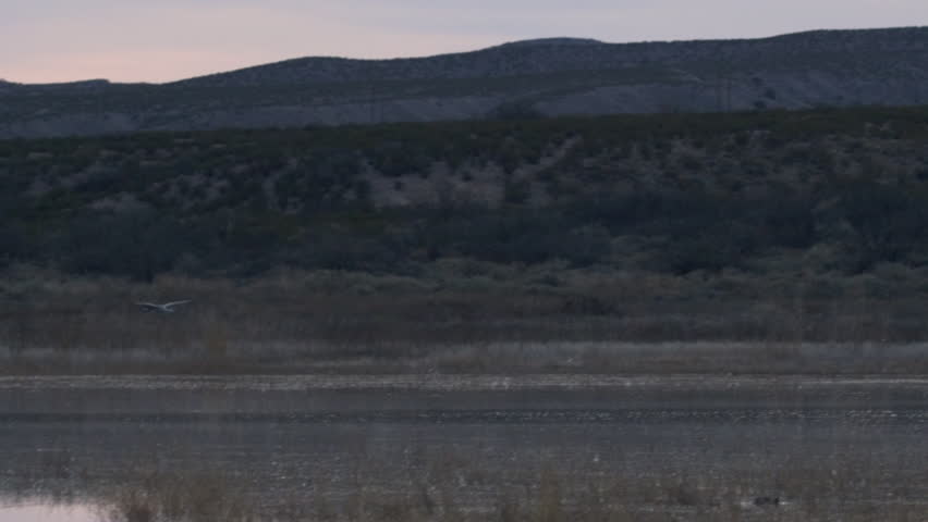 Slow Motion of a sandhill crane gliding in slowly on expansive wings to land with its flock in the morning light over a shallow marsh - P1080792 - SlowMotion