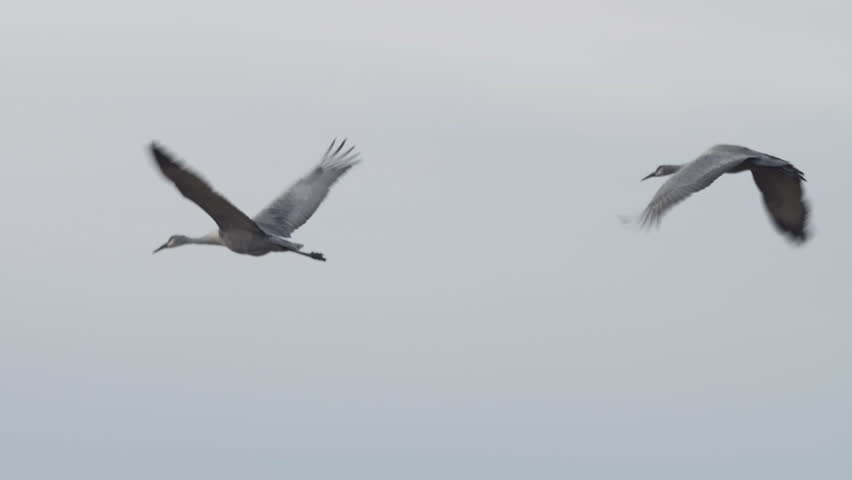 Close tracking of two Sandhill Cranes flying in front of large Mountain and over desert shrubs - P1080774