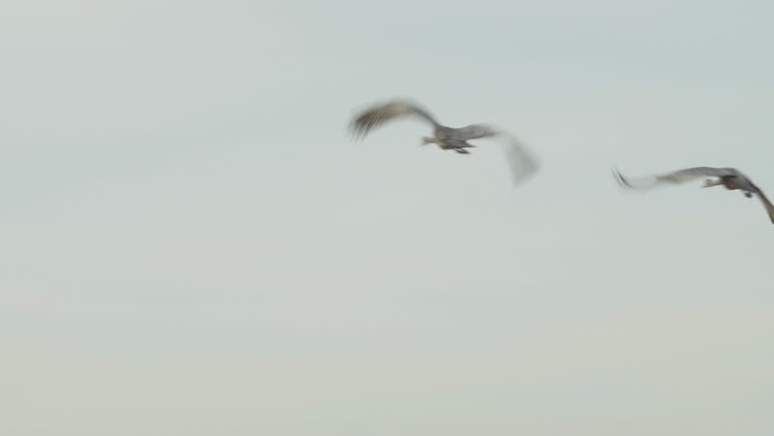 Tracking very close on two sandhill cranes as they fly over trees - P1080776