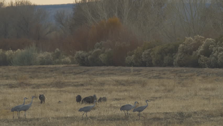 Sandhill Cranes Walk among Family of Javelinas - P1080763