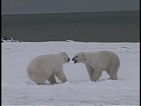 polar bears have a friendly tussle in Churchill, Alaska.