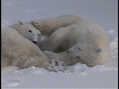  polar bears roll and tussle in a snow-covered wilderness in Churchill, Alaska.