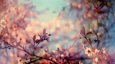 Magic closeup nature shiny scene of blooming pink cherry branch against blue sky. Silky nature view of Japanese Sakura in sunny day. Shallow dof. Slow motion full HD footage 1920x1080
