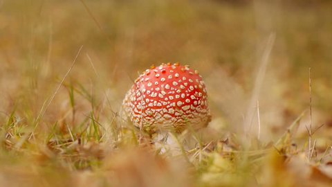 Fly agaric, collecting mushrooms in autumn forest 