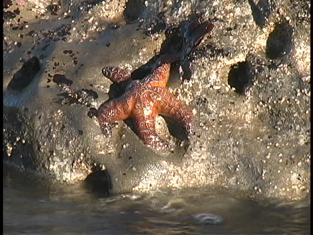 A Starfish clings to the sand along the edge of an Oregon tidal pool as the tide rushes in.