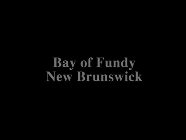Small pine trees grow out of large rocks in the Bay of Fundy.
