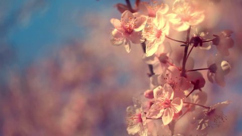 Beautiful closeup panoramic nature scene of blooming pink cherry branch against blue sky. Silky nature view of Japanese Sakura in sunny day. Shallow dof. Slow motion full HD footage 1920x1080

