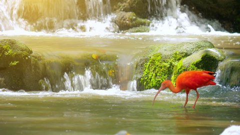 Peaceful nature background of beautiful red feathered Scarlet Ibis bird in park