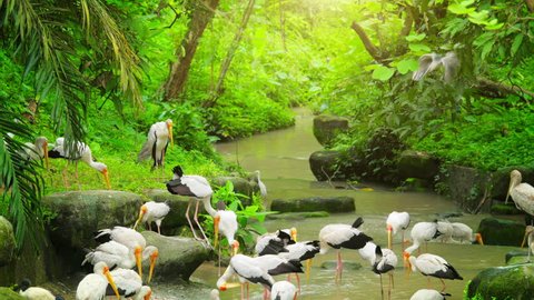 Storks feeding near river in tropical rainforest. Wildlife animals nature video
