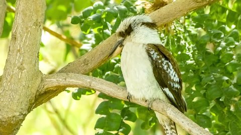 Australian Kookaburra bird sitting peacefully on tree branch, 4k 30p