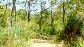 Scenic natural Australian forest land with eucalyptus trees and tall shrubs, HD 60p