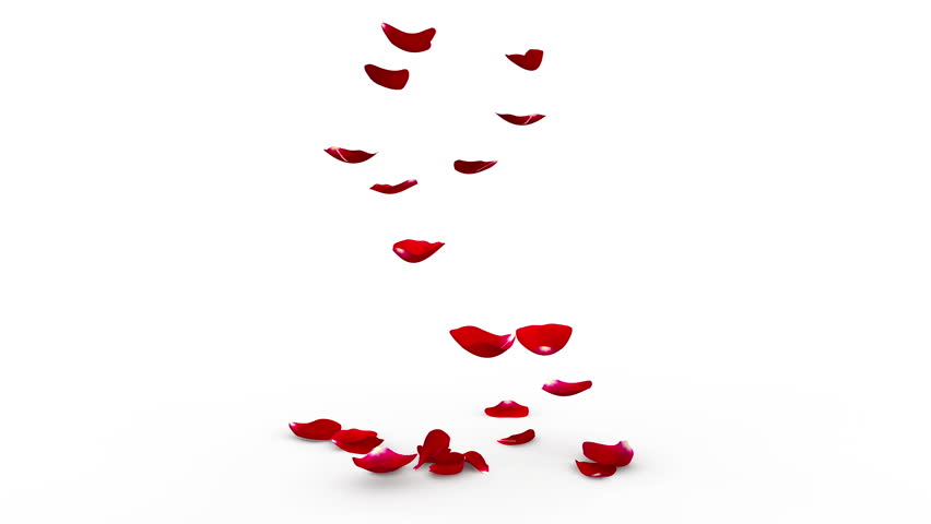 Crimson rose Stock Video Footage - 4K and HD Video Clips | Shutterstock