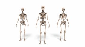 Digital Animation of cheerleading Skeletons


