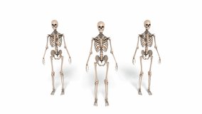 Digital Animation of cheerleading Skeletons

