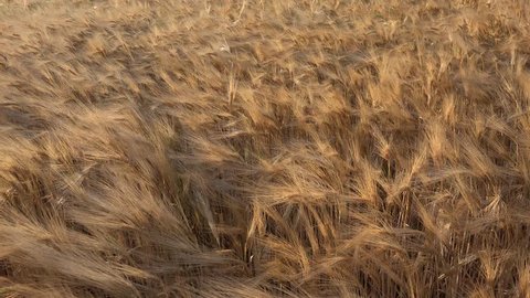 4K Wheat Harvest in Sunset Ray Field Ear Cereals Crop Grains Agriculture Farming
