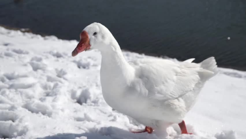White goose eating on a snow lake