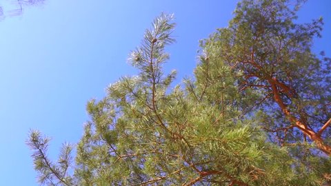 Pine and sunny blue sky, slow motion video
