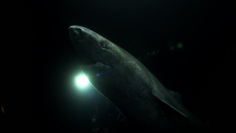 Side view of a greenland shark or grey shark, appearing overnight in the darkness of the Arctic Ocean with a diver in the background