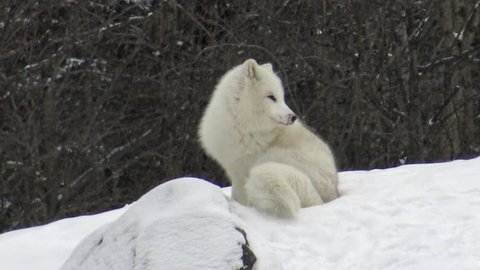 Arctic Fox in a winter scene