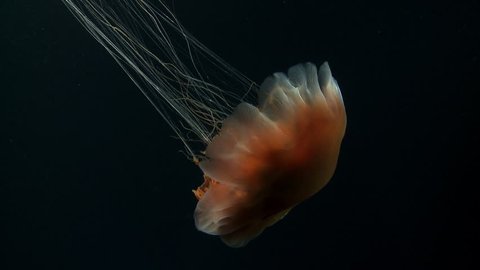 Close-up of a lion’s mane jellyfish (cnidarian) with tentacles, the largest jellyfish, appearing and overnight in the darkness of the Arctic Ocean, and crossing the image