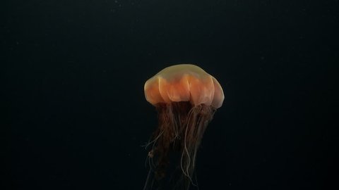 Close-up of a lion’s mane jellyfish (cnidarian) with tentacles, the largest jellyfish, appearing overnight in the darkness of the Arctic Ocean
