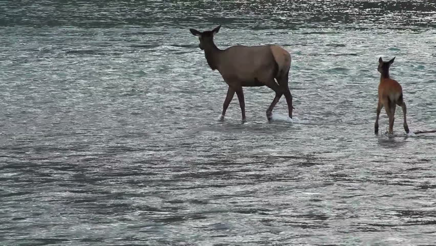 Elk with calf crossing river