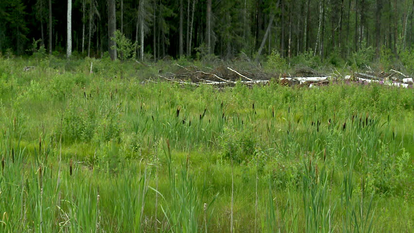 outer wood