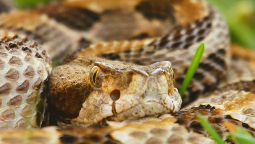 Canebrake or Timber Rattlesnake (Crotalus horridus) is a highly venomous snake of the south eastern United States.