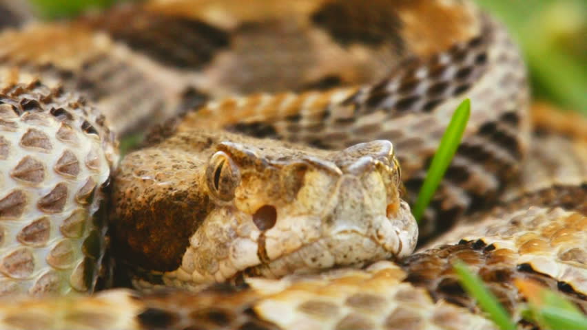 Canebrake or Timber Rattlesnake (Crotalus horridus) is a highly venomous snake