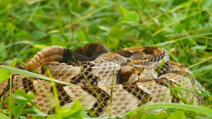Canebrake or Timber Rattlesnake (Crotalus horridus) is a highly venomous snake of the south eastern United States.