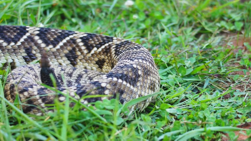 Eastern Diamondback Rattlesnake (Crotalus adamanteus) is a highly venomous snake