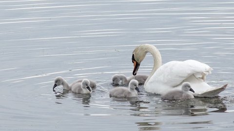 swan with cygnets swimming in the lake and search feed