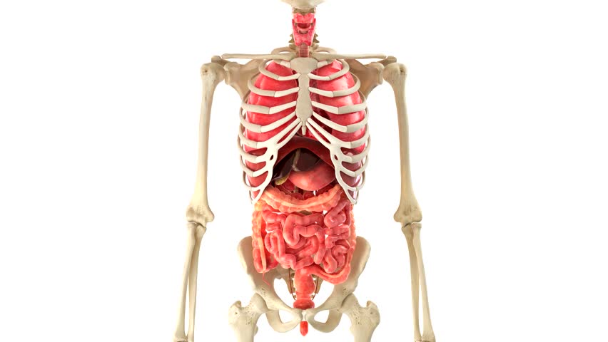 Скелет с внутренними органами. Человеческий скелет с органами. Человеческий келет с оргонами. Скелет человека с внутренними органами.