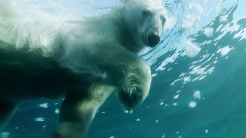 Underwater shot of a polar bear swimming in the Arctic Ocean, looking the diver (camera) and going away. View from above. Royalty-Free Stock Footage #14476645