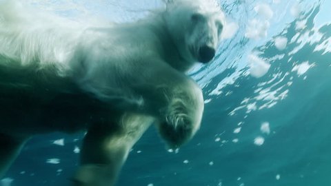 Underwater shot of a polar bear swimming in the Arctic Ocean, looking the diver (camera) and going away. View from above.