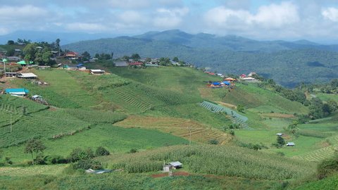 cultivation on the slope of hill at Mae rim village