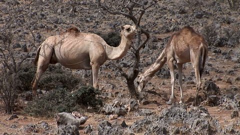 Camels graze in the Oman Desert beside the Frankincense Trail