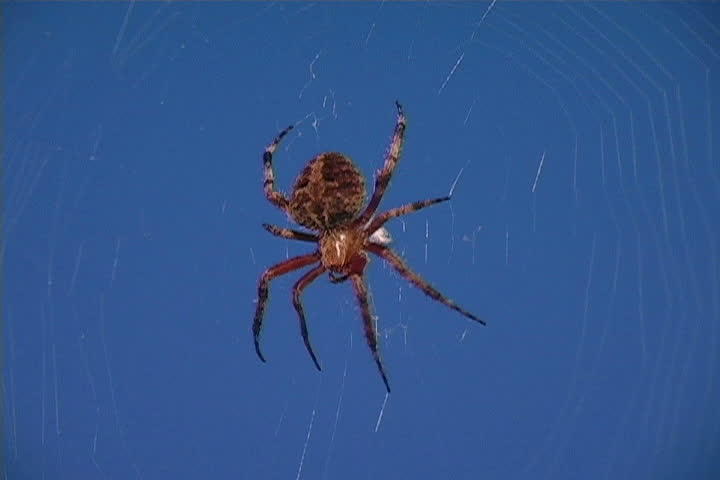 A scary big spider hanging on a his web.